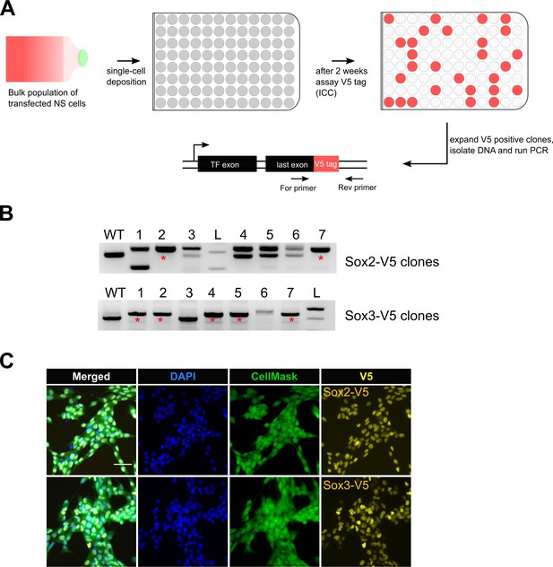 Figures and data in An efficient and scalable pipeline for epitope ...