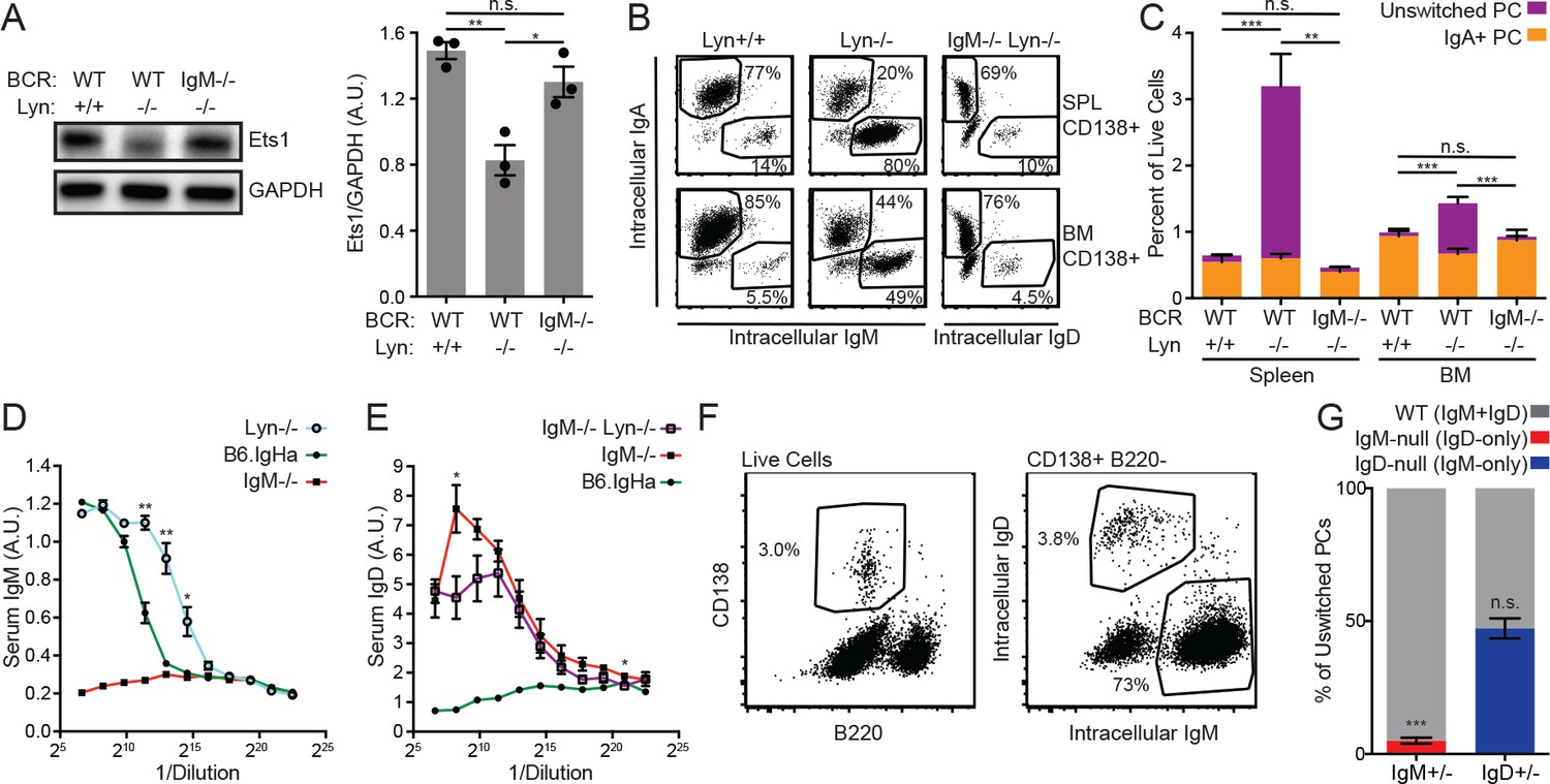 Figures And Data In IgM And IgD B Cell Receptors Differentially Respond ...