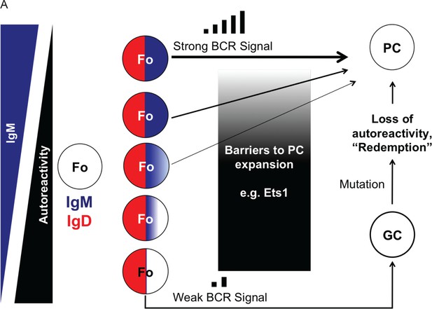 Figures And Data In IgM And IgD B Cell Receptors Differentially Respond ...