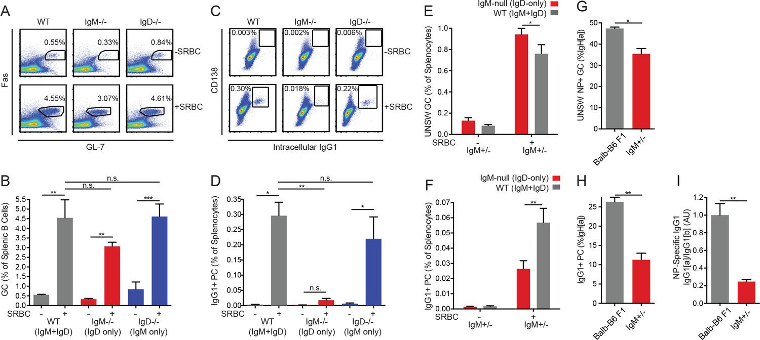 IgM And IgD B Cell Receptors Differentially Respond To Endogenous ...