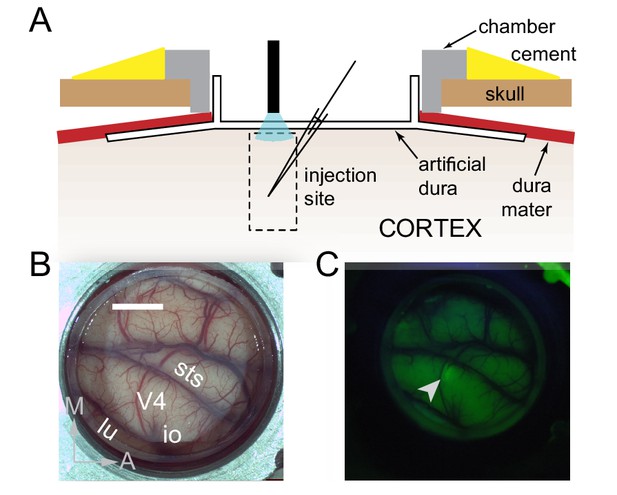 Figures and data in Optogenetically induced low-frequency correlations ...