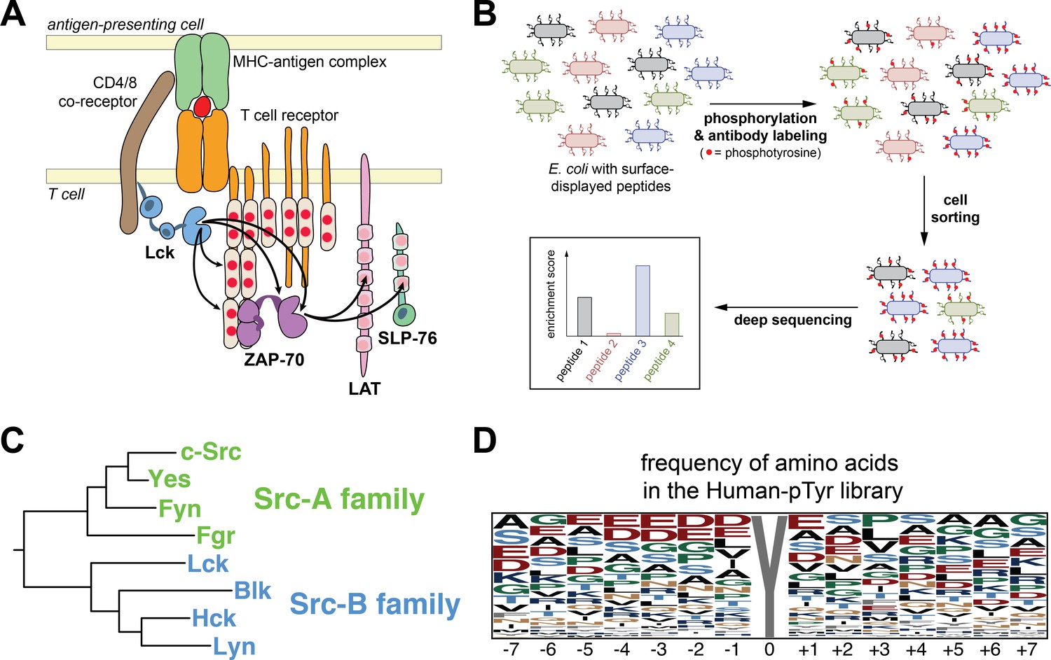 Fine-tuning Of Substrate Preferences Of The Src-family Kinase Lck ...