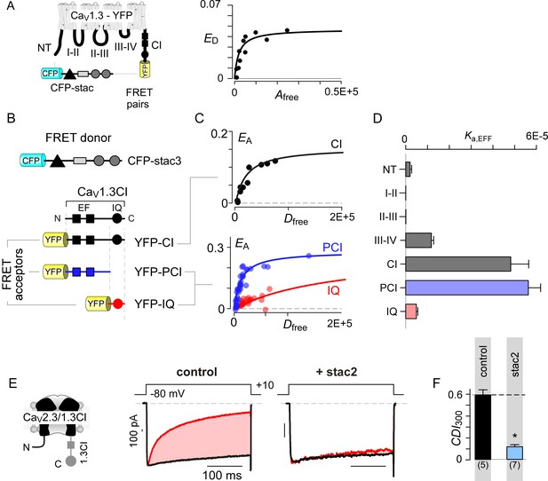 Figures and data in Allosteric regulators selectively prevent Ca2 ...