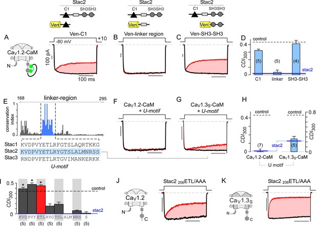 Allosteric regulators selectively prevent Ca2+-feedback of CaV and NaV ...