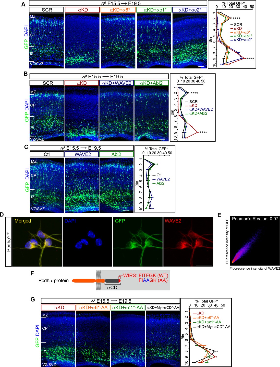 Rac1 Regulates Neuronal Polarization through the WAVE Complex