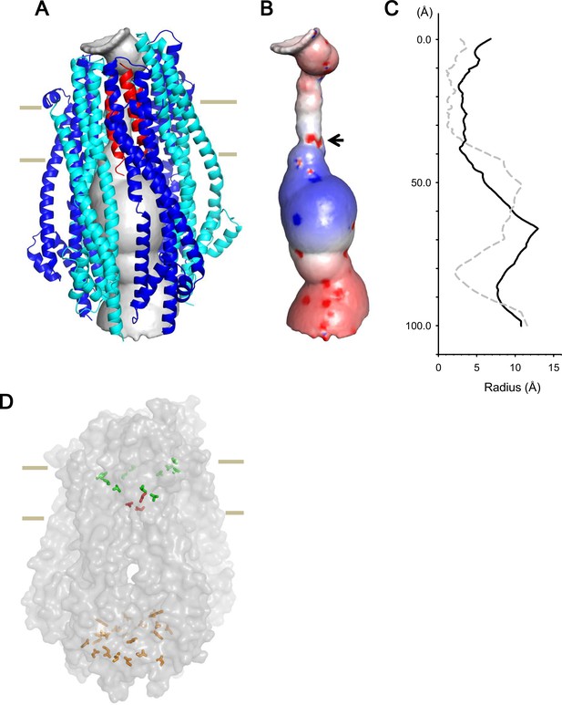 Figures And Data In Hexameric And Pentameric Complexes Of The Exbbd Energizer In The Ton System