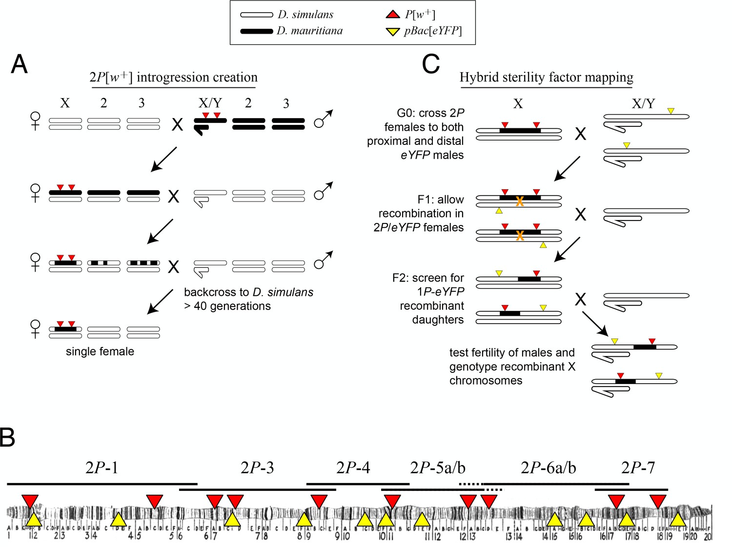 Gene Flow Mediates The Role Of Sex Chromosome Meiotic Drive During 