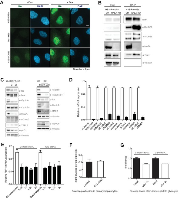 Figures and data in The multi-subunit GID\/CTLH E3 ubiquitin ligase promotes cell proliferation ...