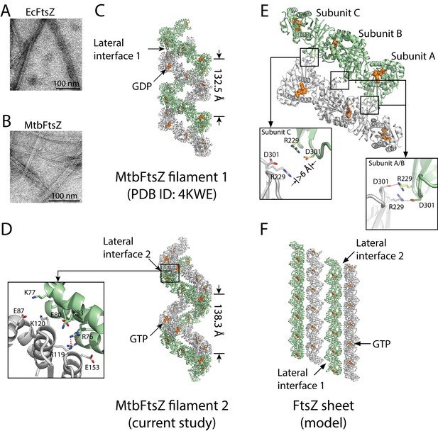 Figures And Data In Lateral Interactions Between Protofilaments Of The