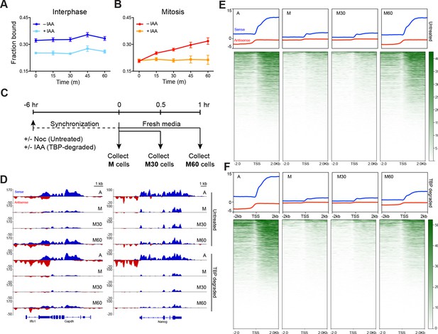 Figures and data in A stable mode of bookmarking by TBP recruits RNA ...