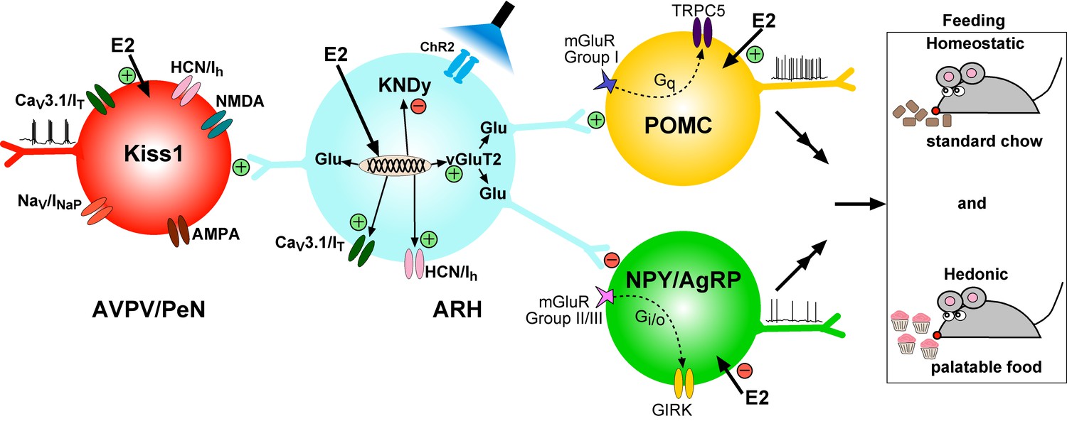 Estrogenic Dependent Glutamatergic Neurotransmission From Kisspeptin Neurons Governs Feeding