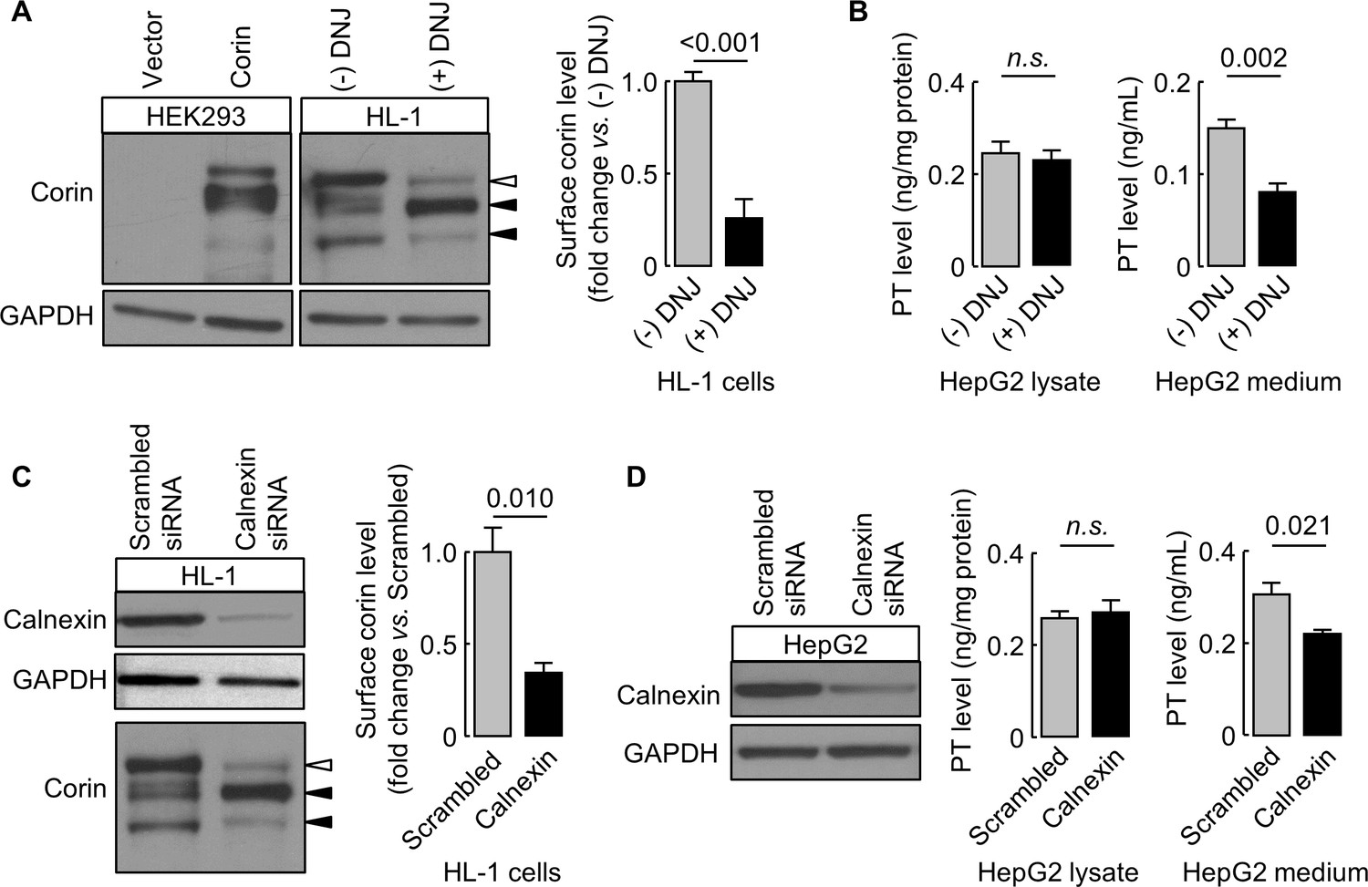 N-glycosylation In The Protease Domain Of Trypsin-like Serine Proteases ...