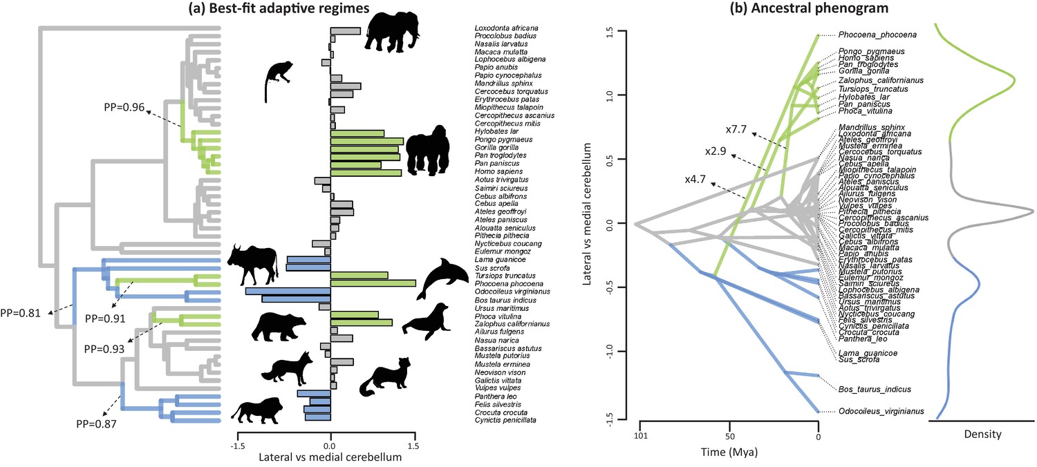 Figures and data in A cerebellar substrate for cognition evolved ...