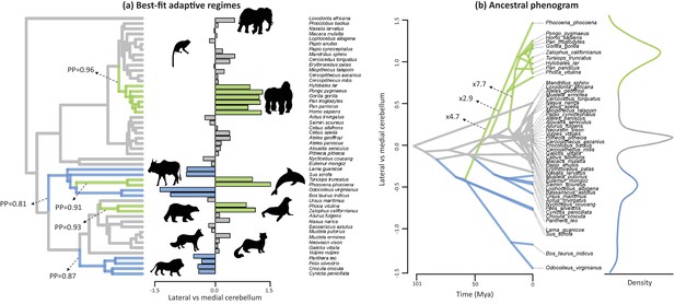 Figures And Data In A Cerebellar Substrate For Cognition Evolved 