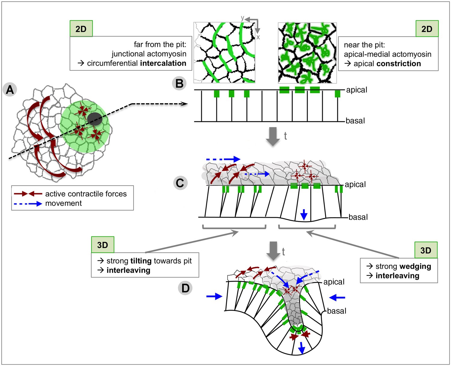 Radially patterned cell behaviours during tube budding from an ...