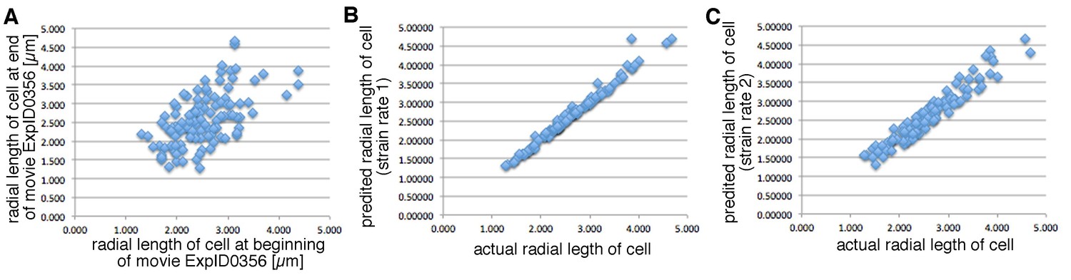 Figures And Data In Radially Patterned Cell Behaviours During Tube 