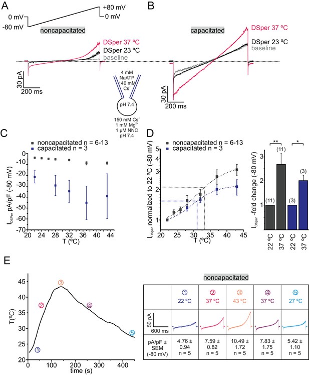 TRPV4 Is The Temperature-sensitive Ion Channel Of Human Sperm | ELife