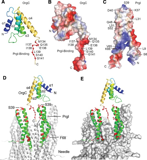 Figures and data in A protein secreted by the Salmonella type III ...