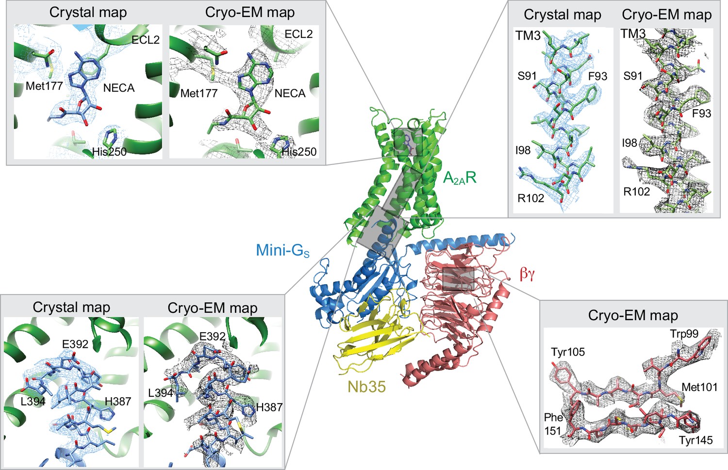 Cryo-EM Structure Of The Adenosine A2A Receptor Coupled To An ...