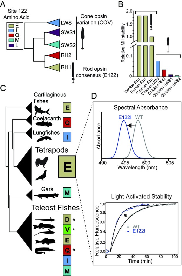 Functional Trade Offs And Environmental Variation Shaped Ancient