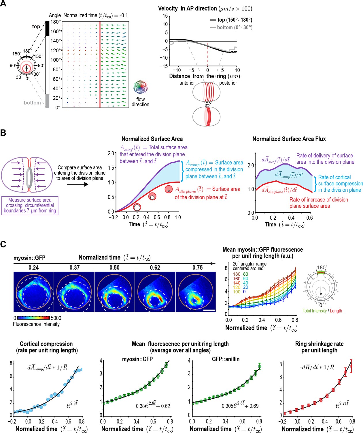 A positive-feedback-based mechanism for constriction rate