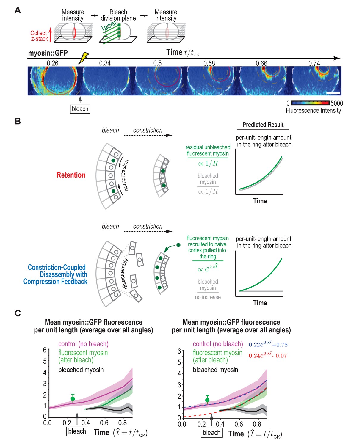 A positive-feedback-based mechanism for constriction rate