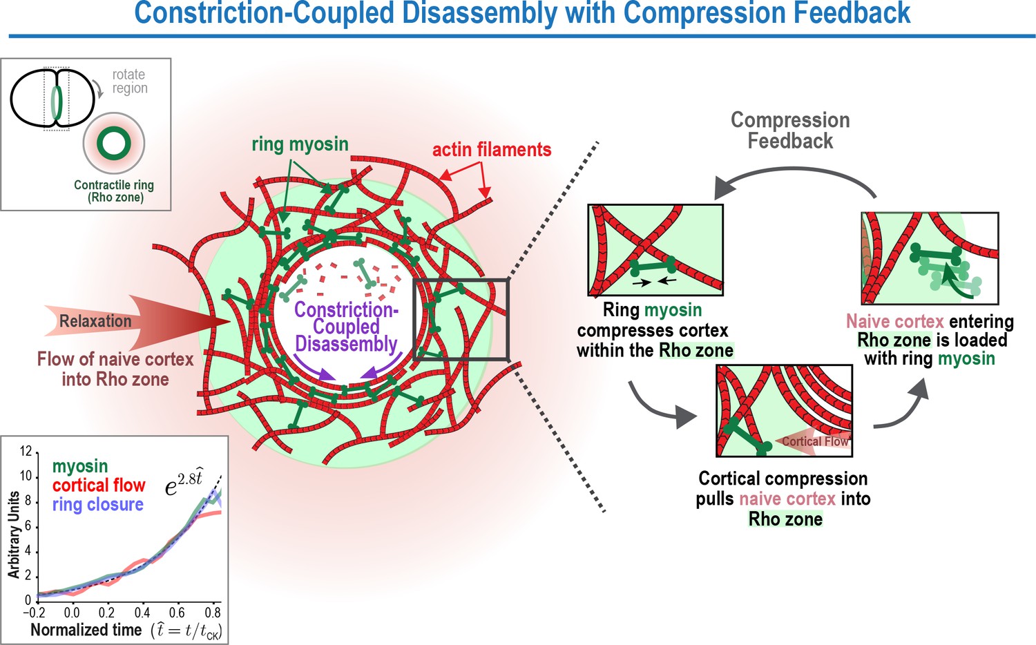 A positive-feedback-based mechanism for constriction rate 