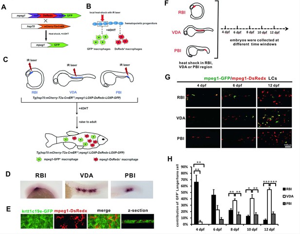 Figures and data in Adult zebrafish Langerhans cells arise from ...