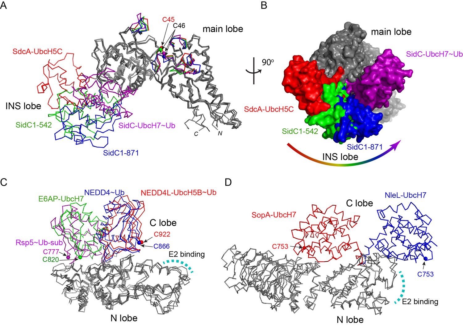 Figures and data in Insights into the ubiquitin transfer cascade catalyzed by the Legionella ...