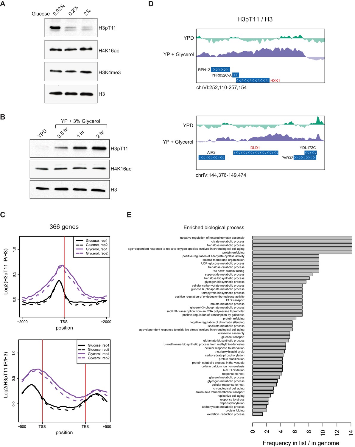 Figures and data in Histone H3 threonine 11 phosphorylation by Sch9 and ...