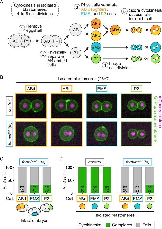 Cell-intrinsic And -extrinsic Mechanisms Promote Cell-type-specific ...