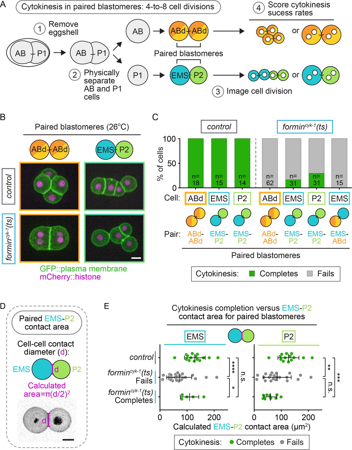 Cell-intrinsic And -extrinsic Mechanisms Promote Cell-type-specific ...