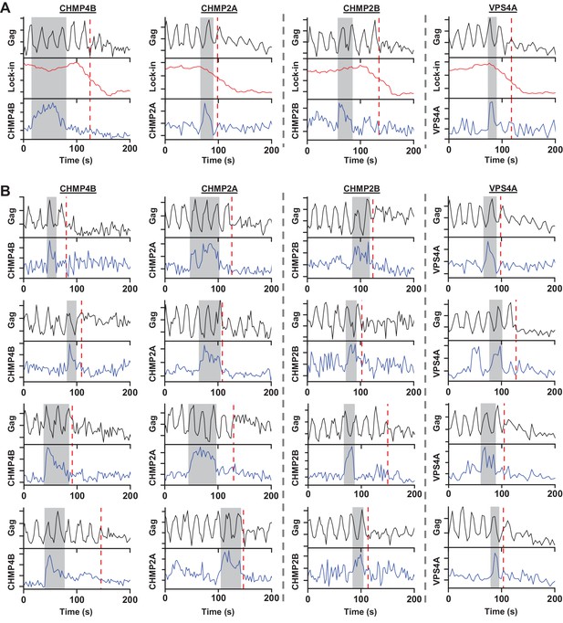 Figures and data in Timing of ESCRT-III protein recruitment and ...