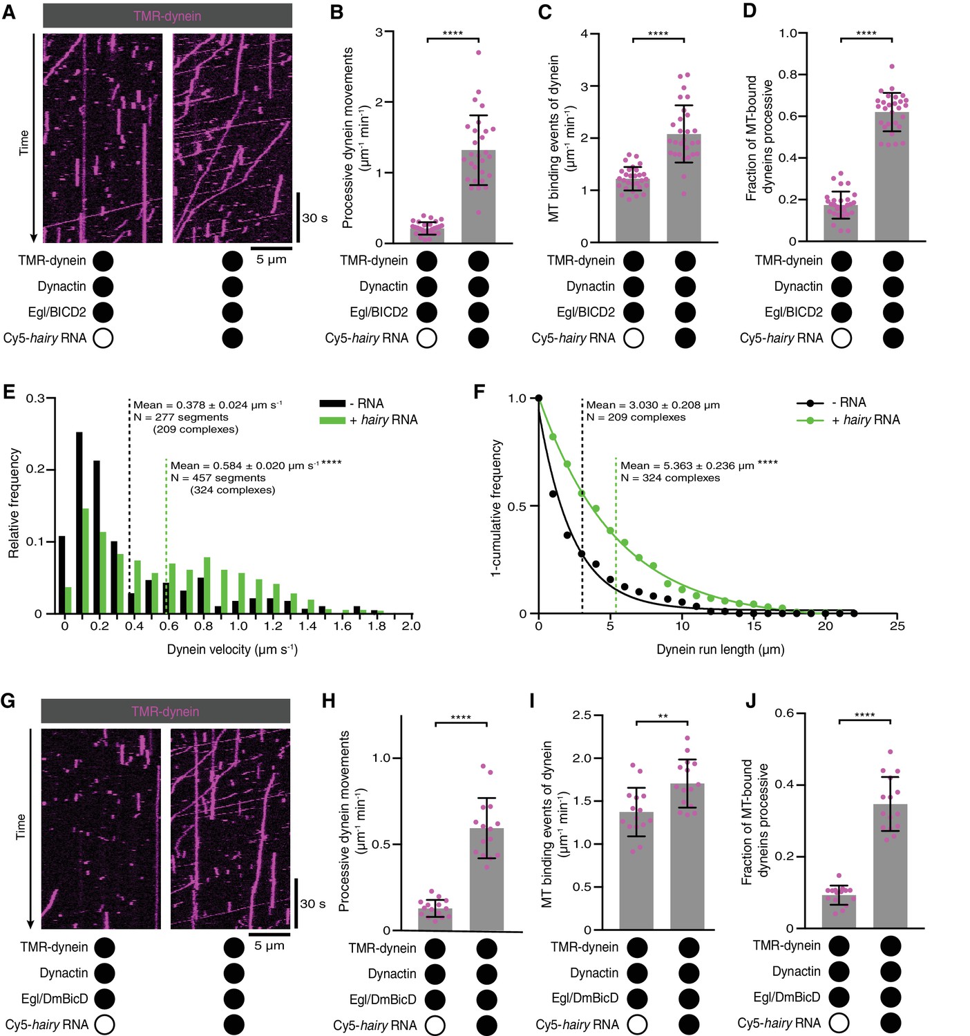 Figures And Data In Rna Directed Activation Of Cytoplasmic Dynein In