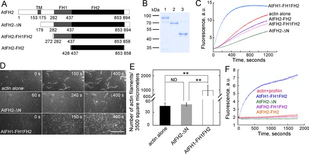 Figures and data in Arabidopsis formin 2 regulates cell-to-cell ...