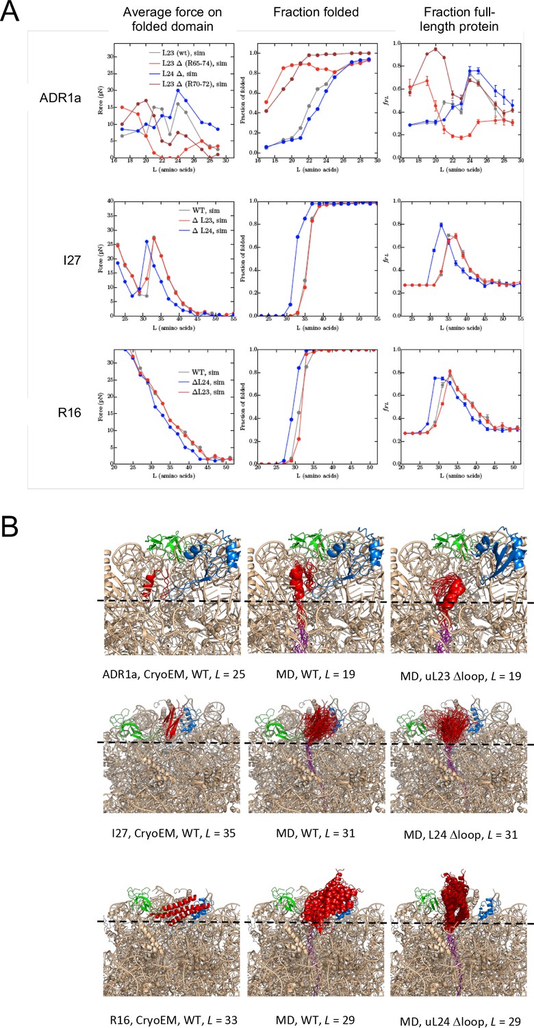 Figures and data in The shape of the bacterial ribosome exit tunnel