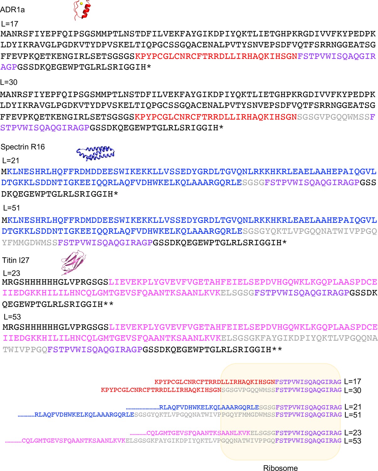 Figures And Data In The Shape Of The Bacterial Ribosome Exit Tunnel Affects Cotranslational