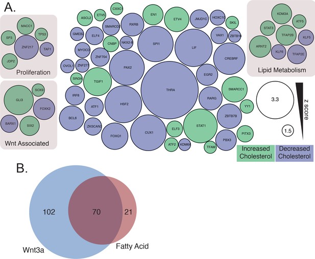 Figures and data in TFAP2 transcription factors are regulators of lipid ...