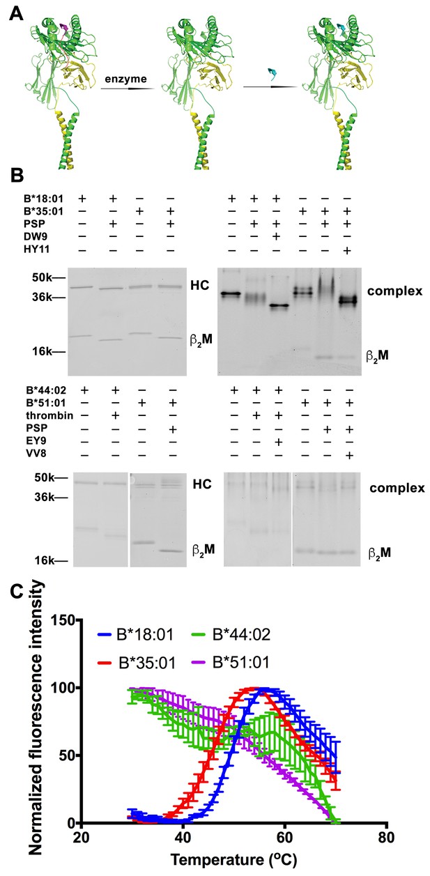 Empty Conformers Of HLA-B Preferentially Bind CD8 And Regulate CD8+ T ...