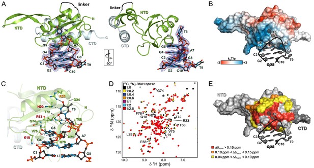 Figures and data in The universally-conserved transcription factor RfaH ...