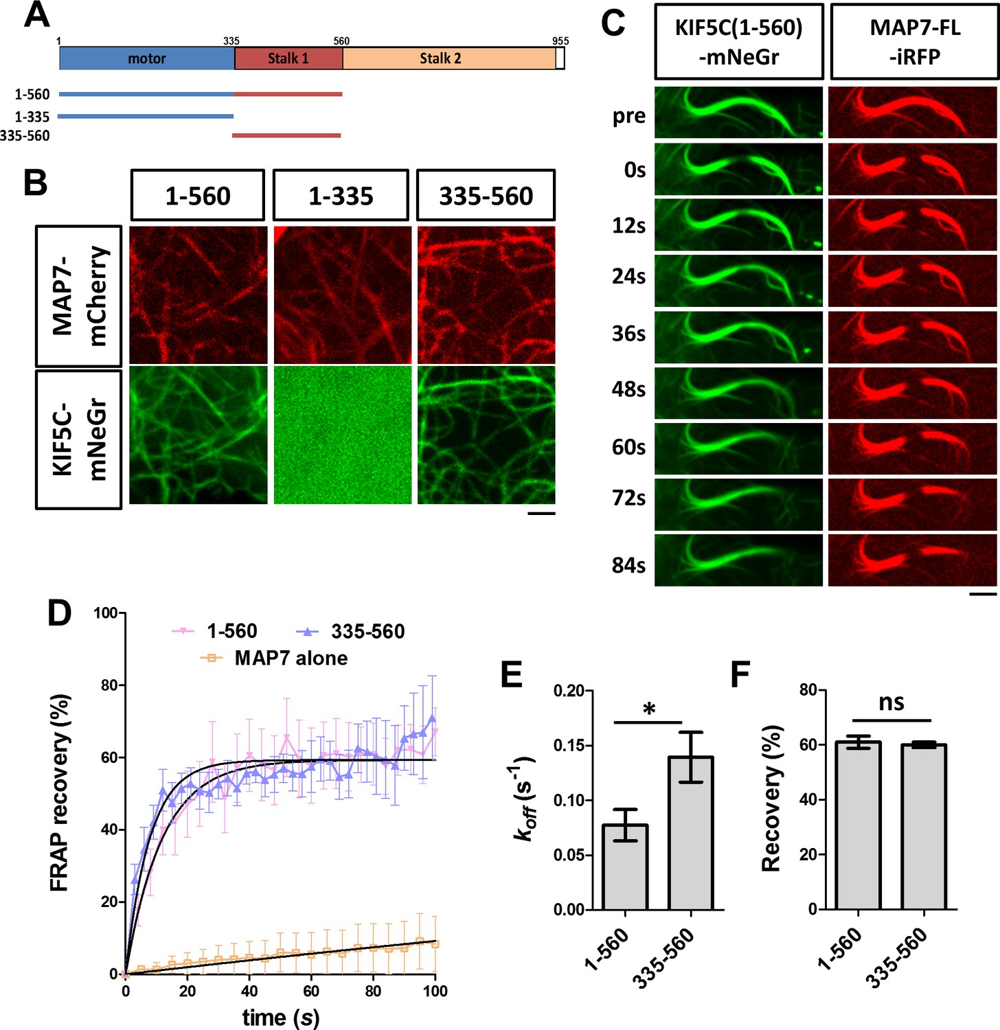 MAP7 regulates axon morphogenesis by recruiting kinesin-1 to ...