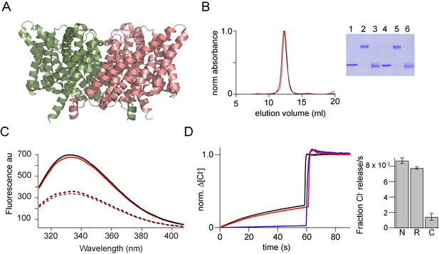 A facile approach for the in vitro assembly of multimeric membrane ...