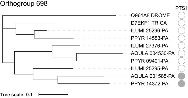 Firefly Genomes Illuminate Parallel Origins Of Bioluminescence In Beetles Elife