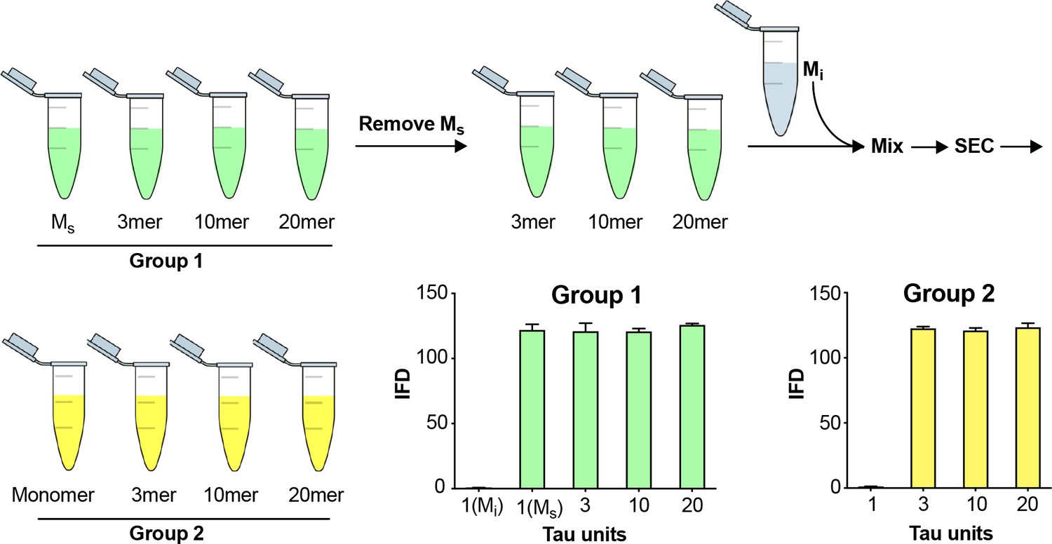 Inert and seed-competent tau monomers suggest structural origins of ...