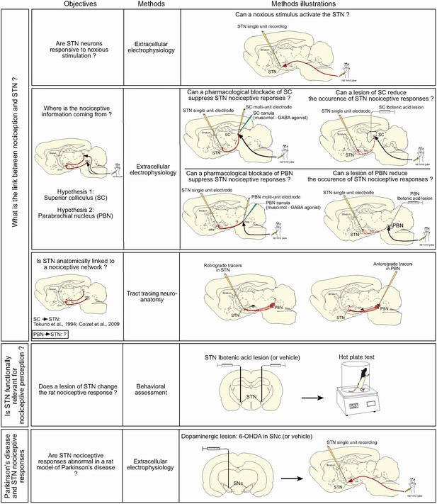 Figures and data in Revealing a novel nociceptive network that links ...