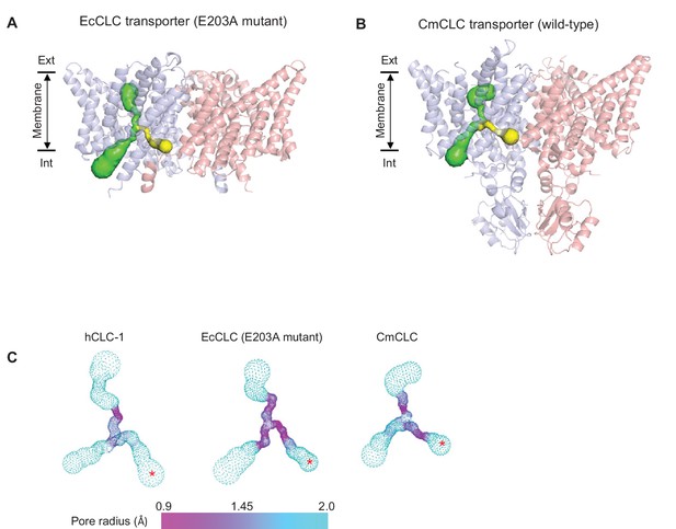 Figures And Data In Structure Of The Clc Chloride Channel From Homo