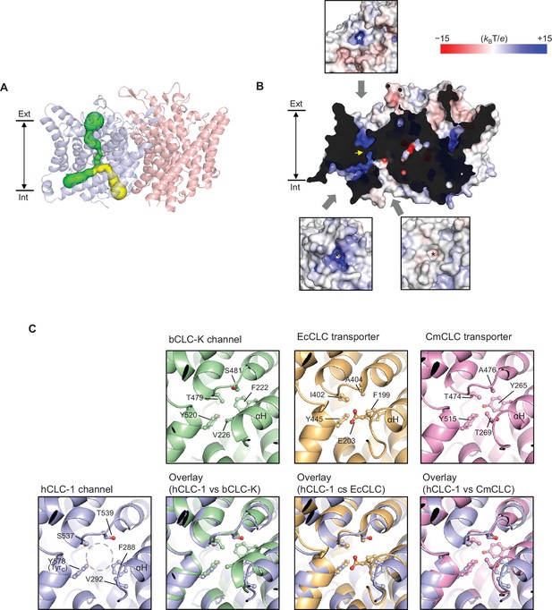 Figures And Data In Structure Of The Clc Chloride Channel From Homo