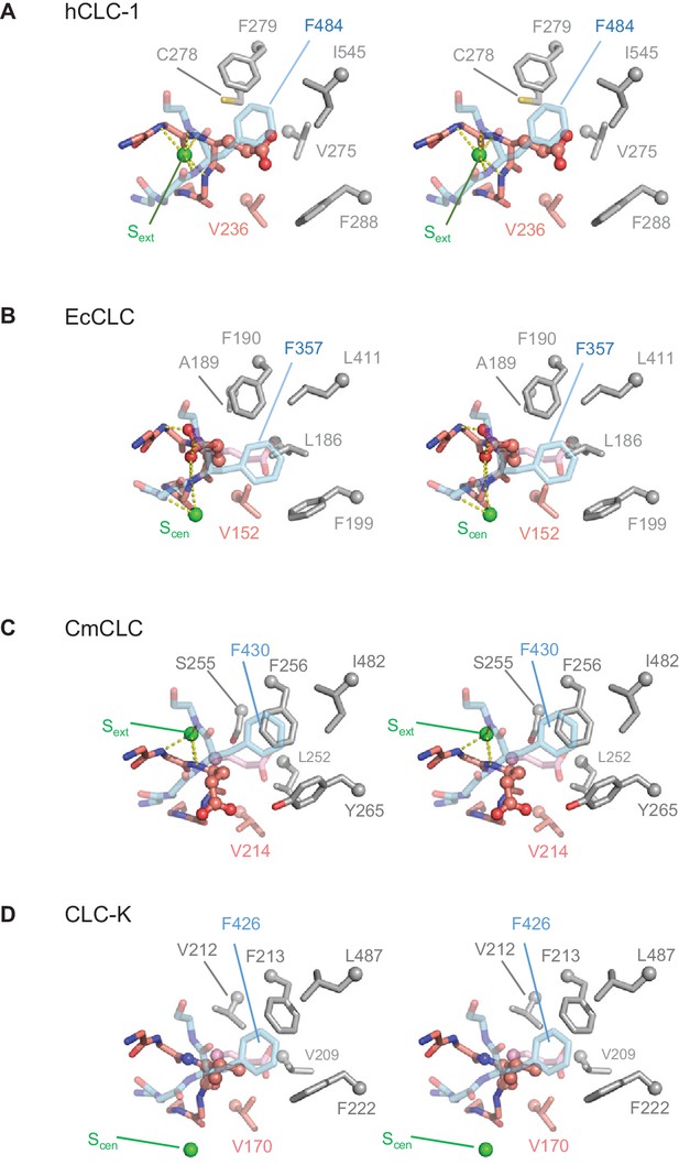 Figures And Data In Structure Of The Clc Chloride Channel From Homo