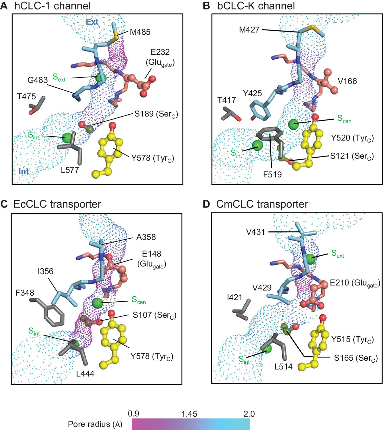 Structure of the CLC-1 chloride channel from Homo sapiens | eLife