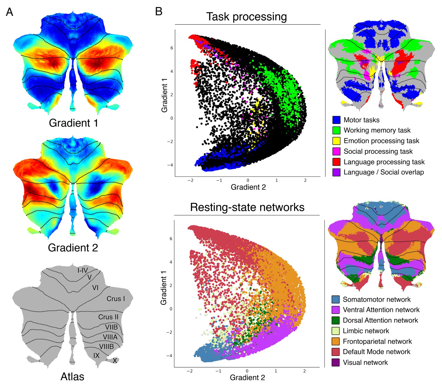 A multifaceted gradient in human cerebellum of structural and functional  development